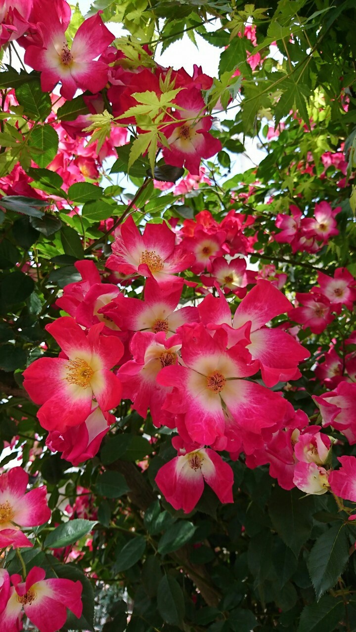 nature