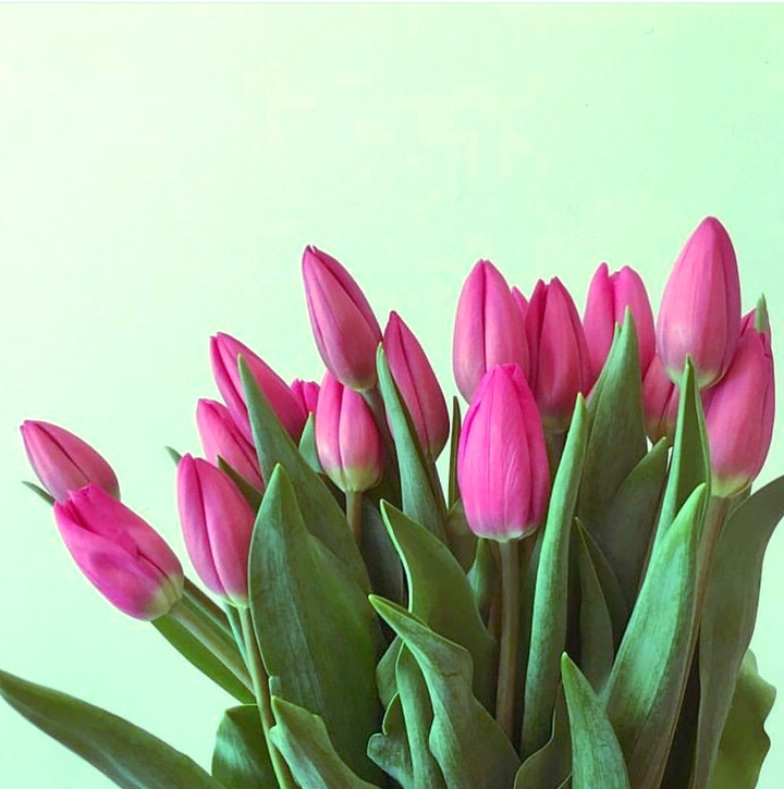 tulips