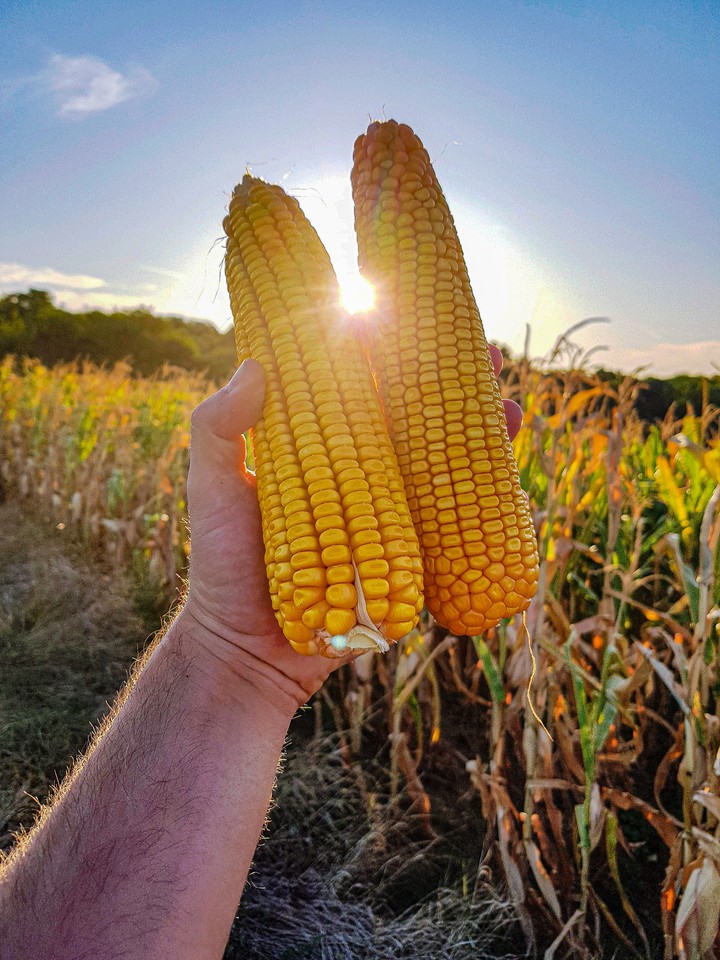 Corn