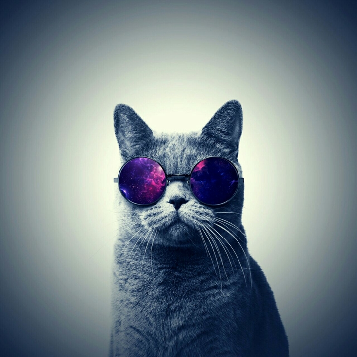 Cat Space