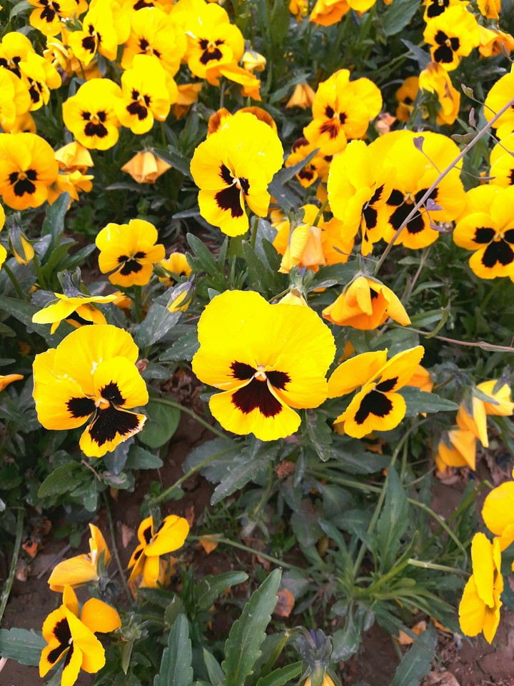 flowers...my love