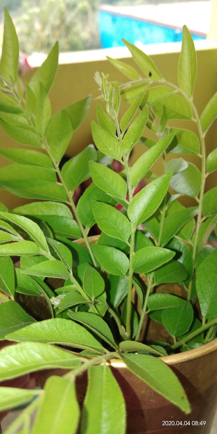 curry leaves