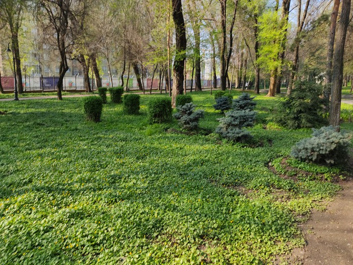 Зеленый