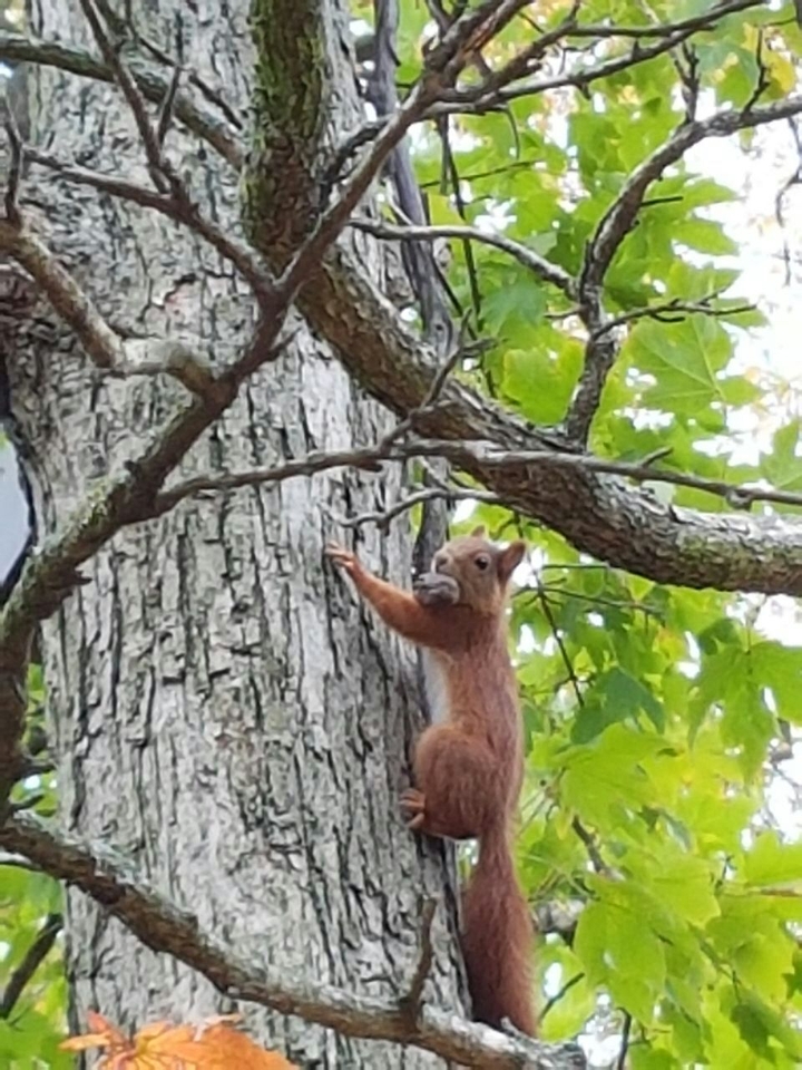 Eichhörnchen