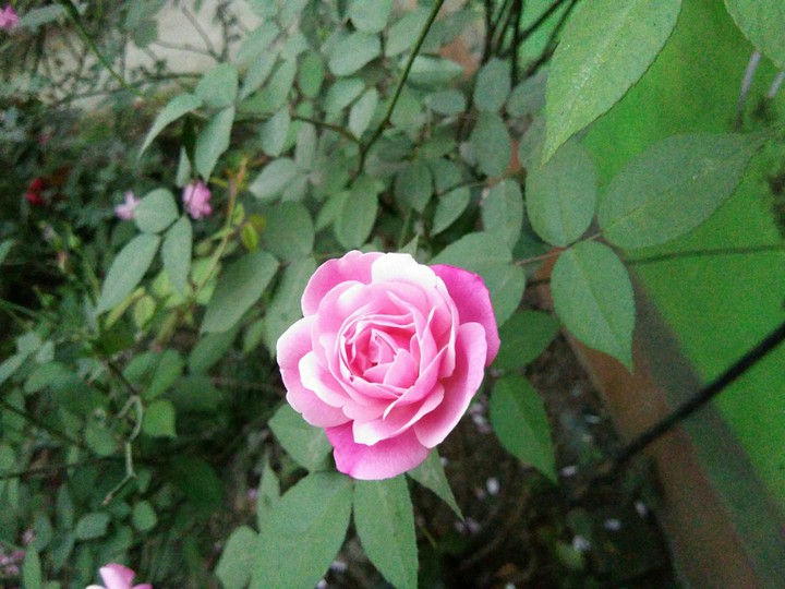 beautiful  Rose