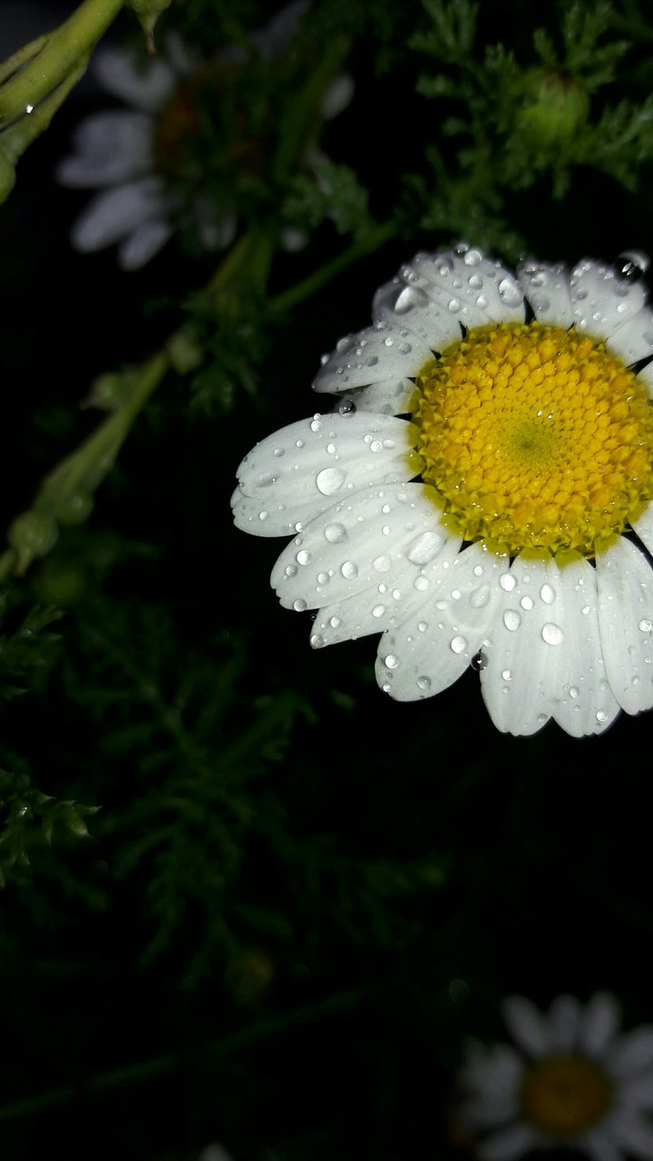 çiçek  (: