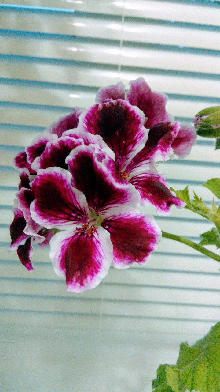 Geranium