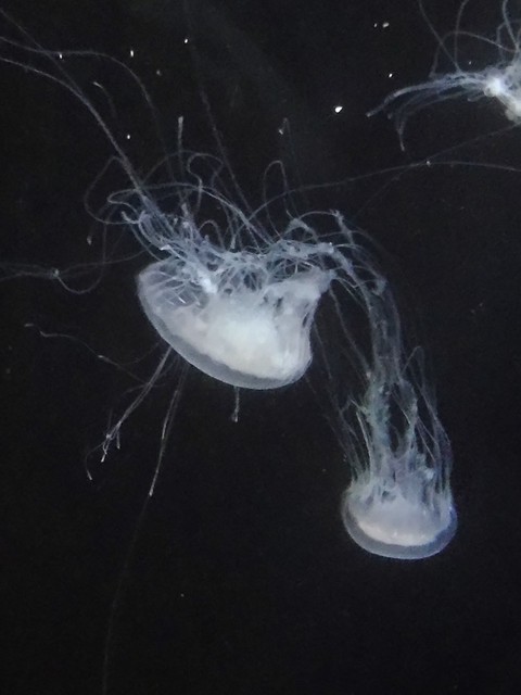 sea life