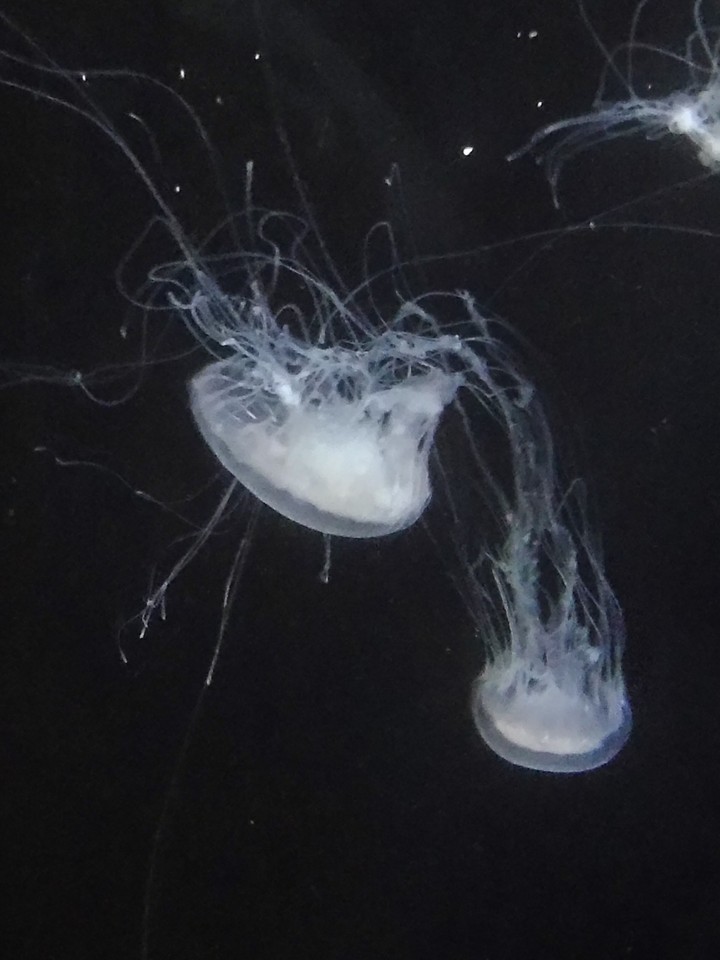 sea life