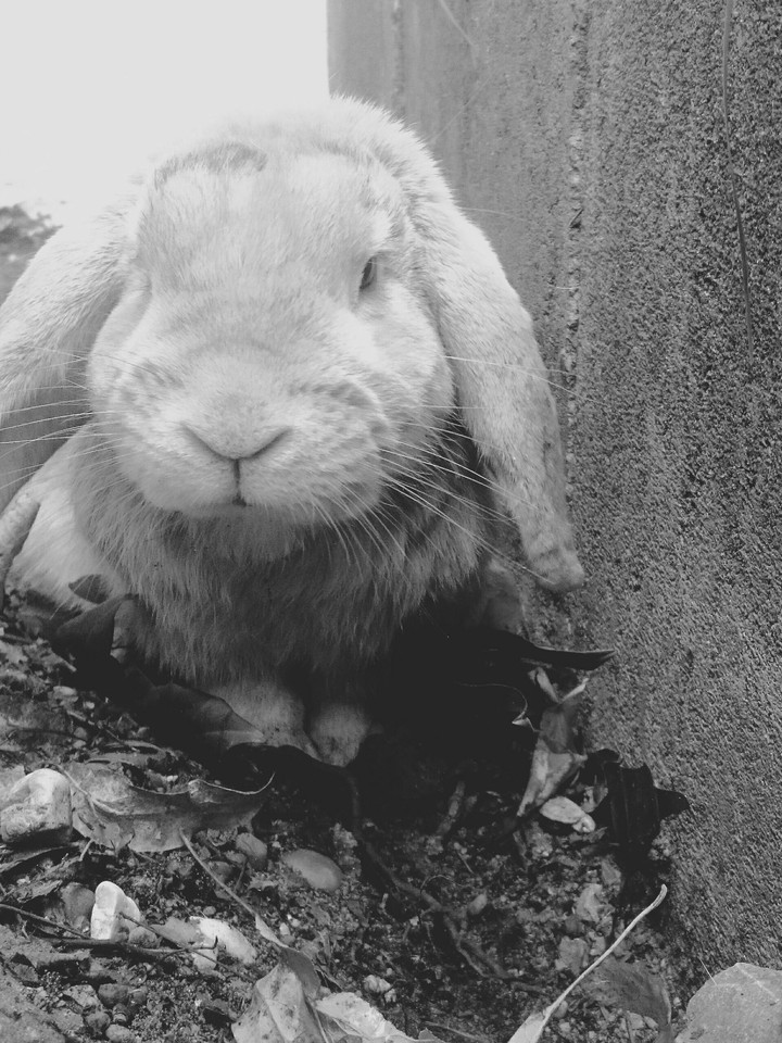 Rabbit
