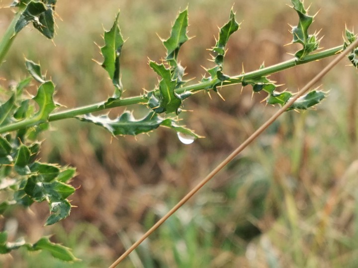 Regen