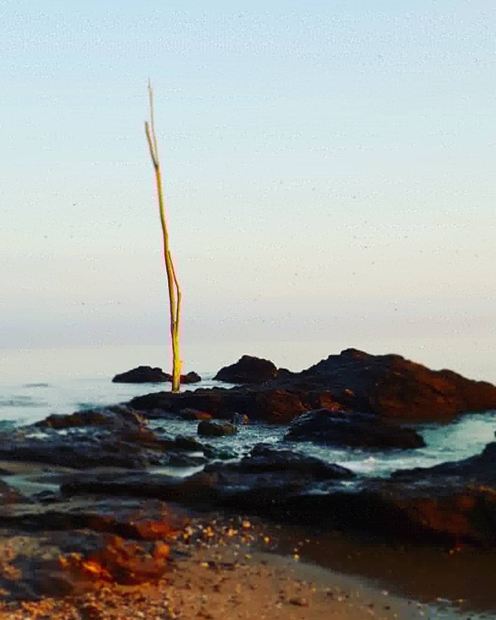 Lonely tree