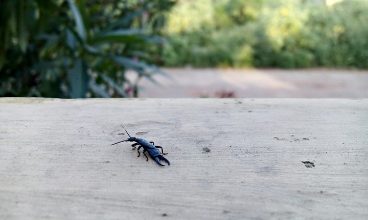 Insect