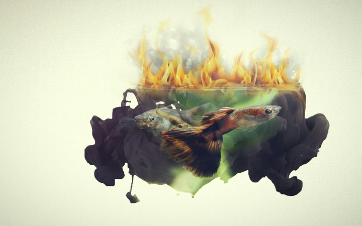 Fish-Fire-Diffusion