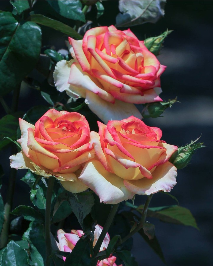 Roses