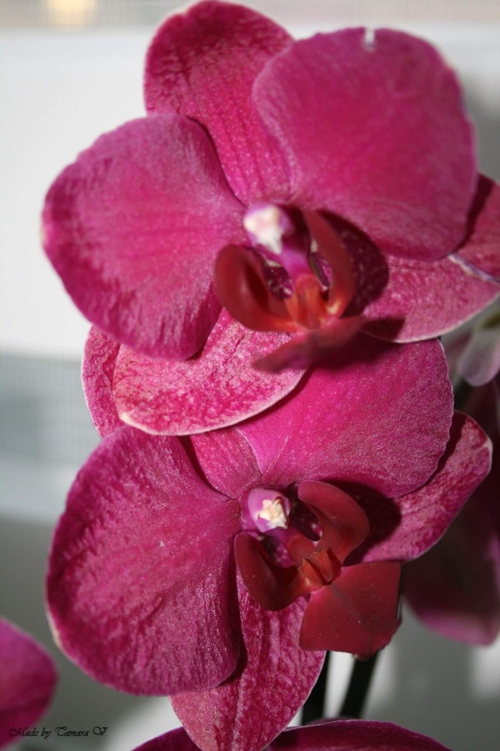 Pretty orchid