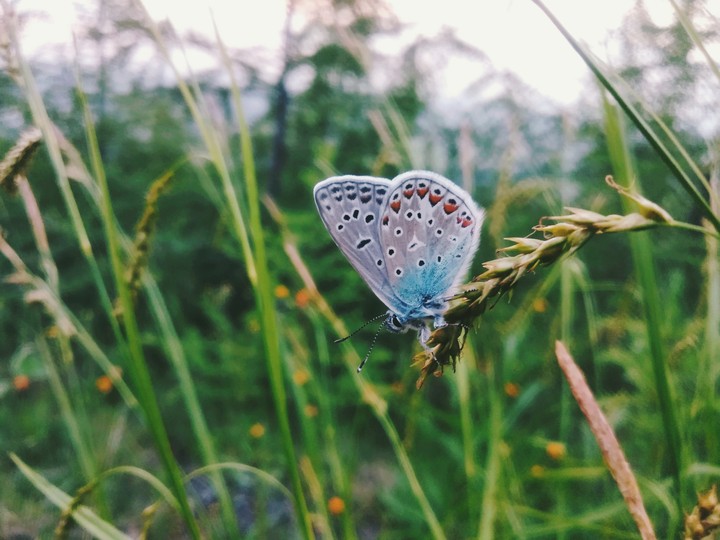 butterfly