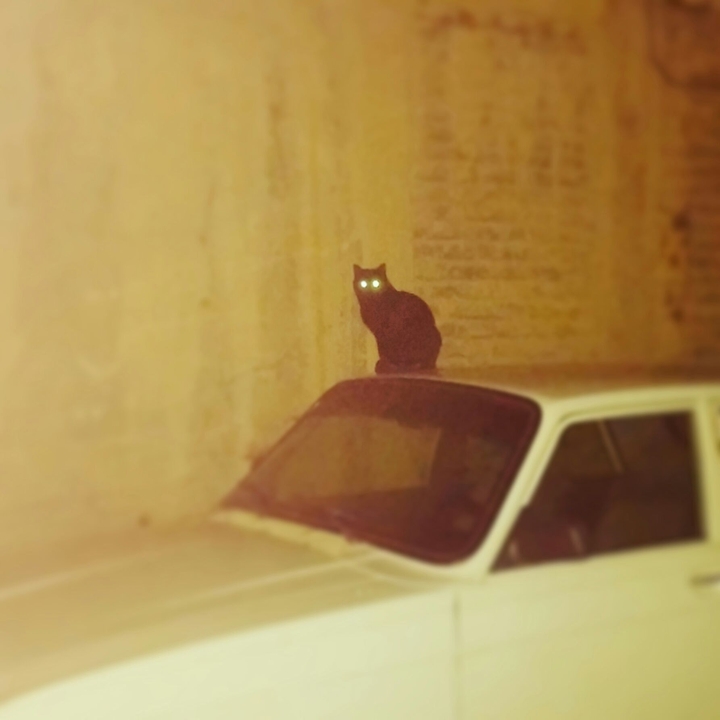 cat