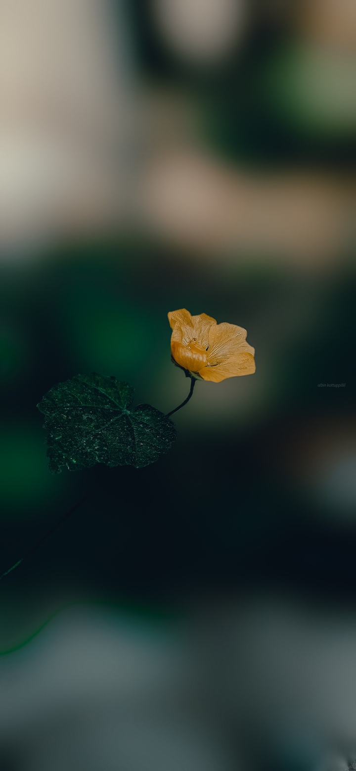 Blossom