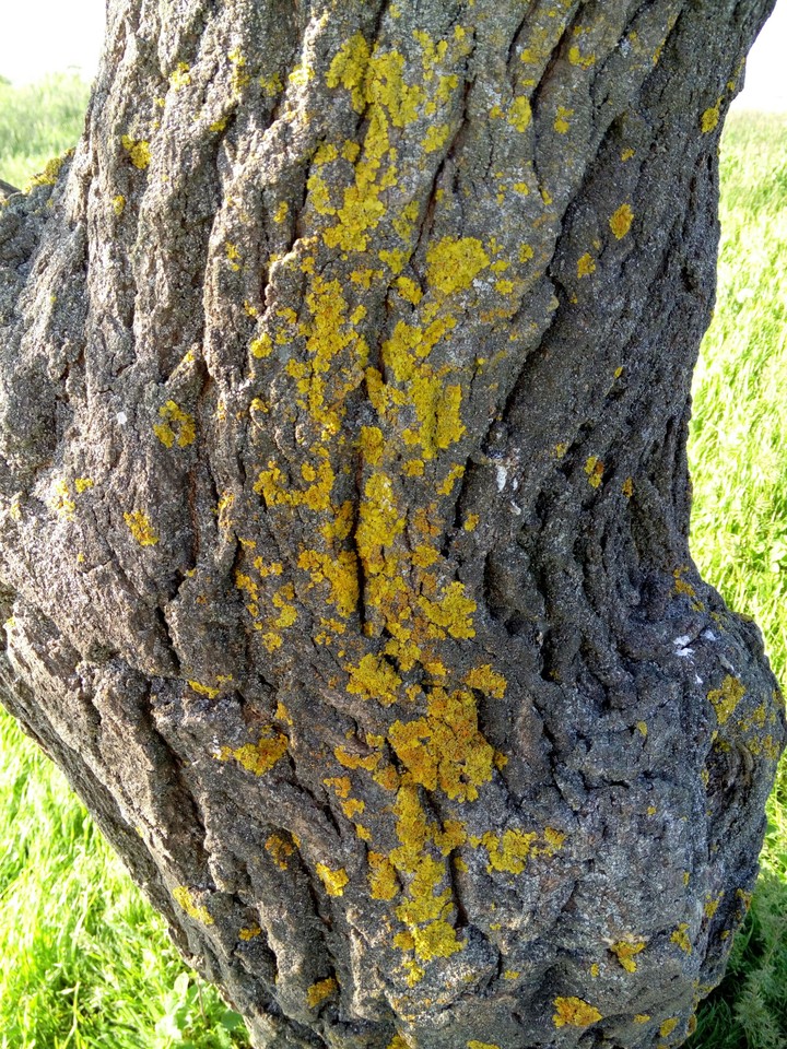 tree