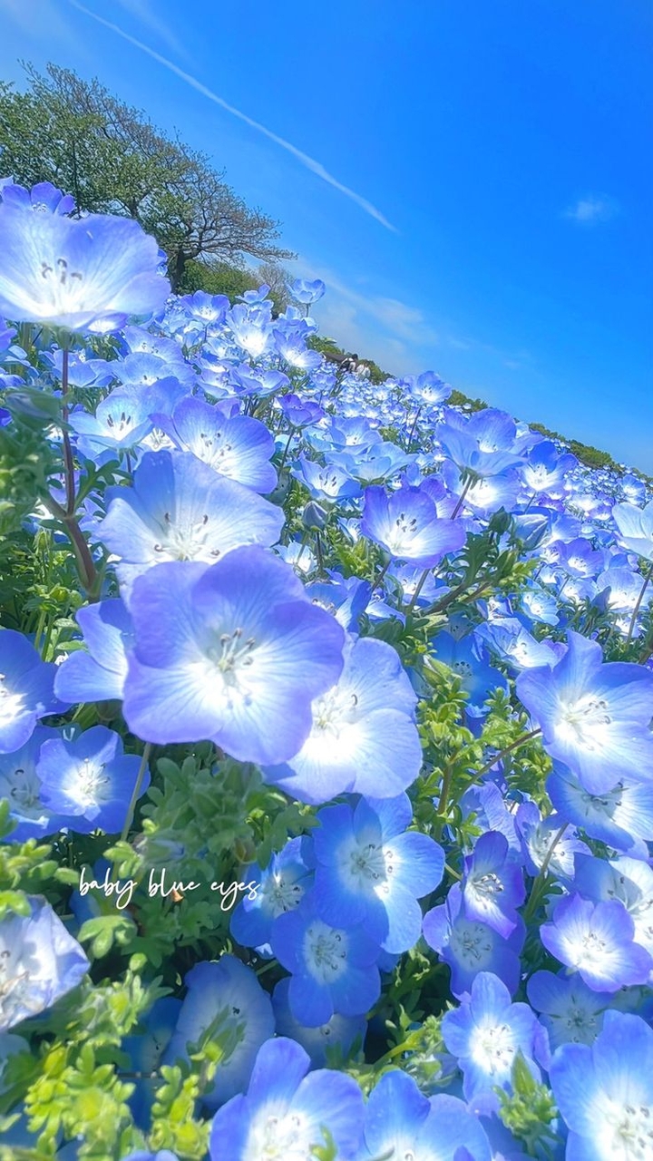 tapety flower, blue