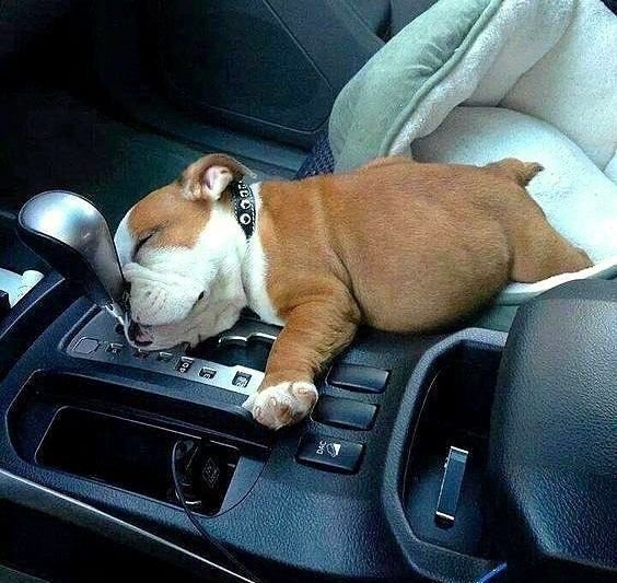Cute Puppy