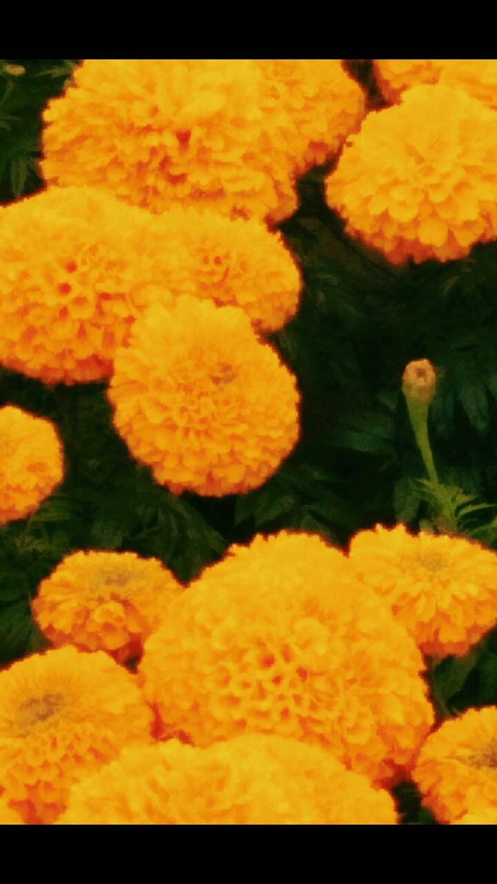 marigold full