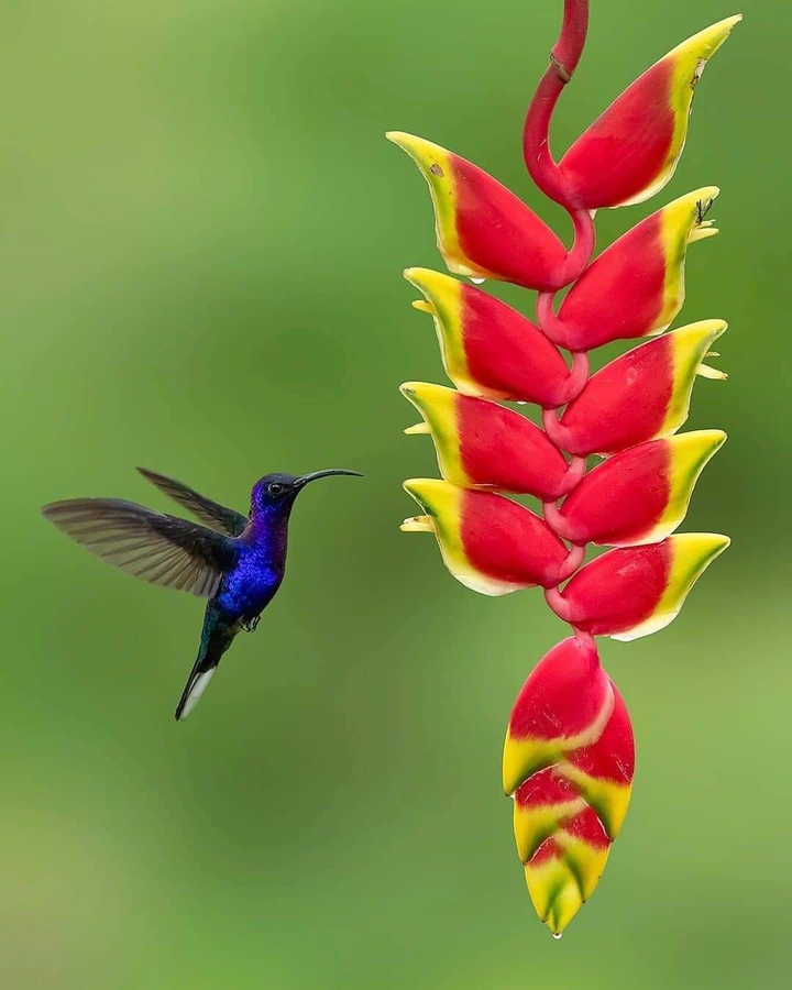 Birds