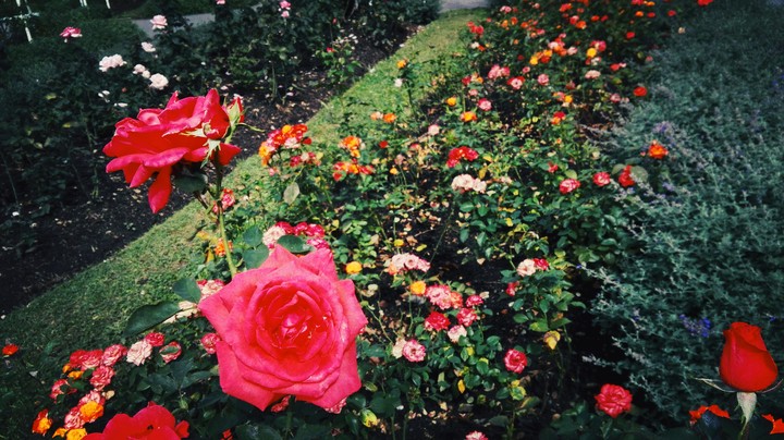 rosessss