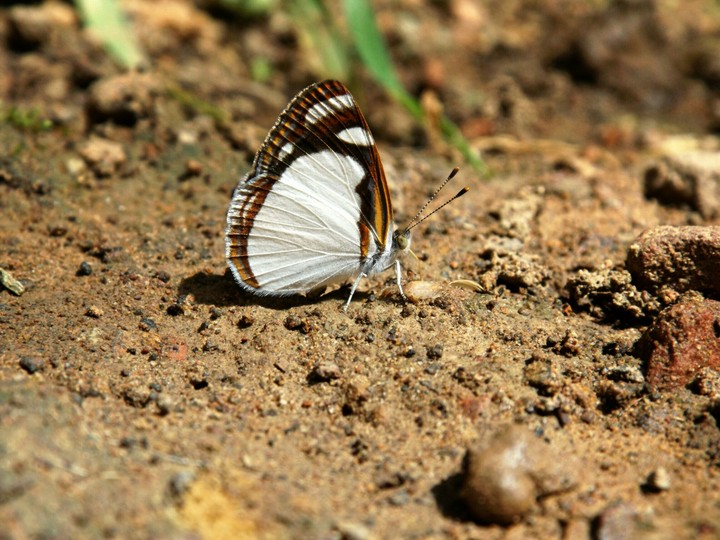 Borboleta