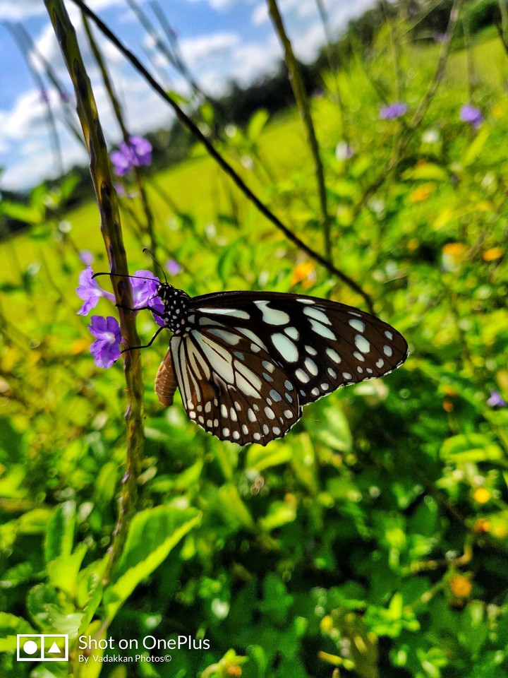 butterfly