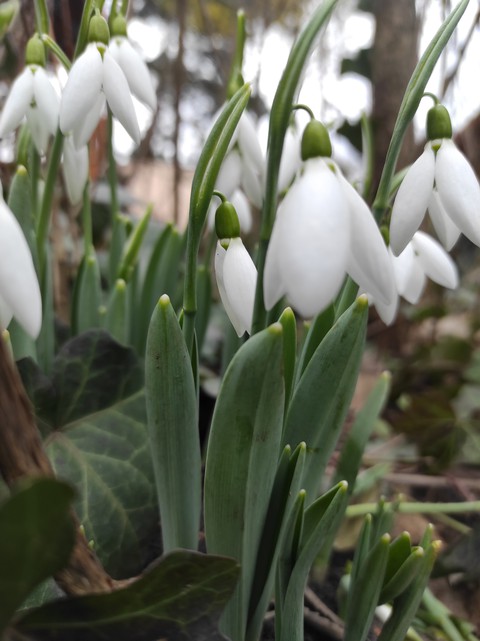 Snowdrops
