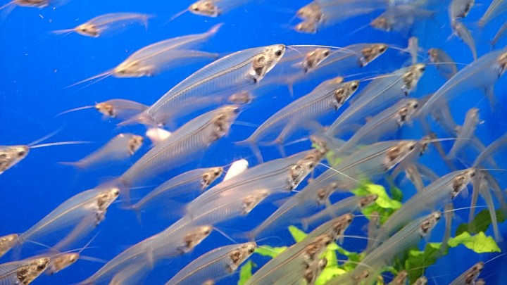 魚