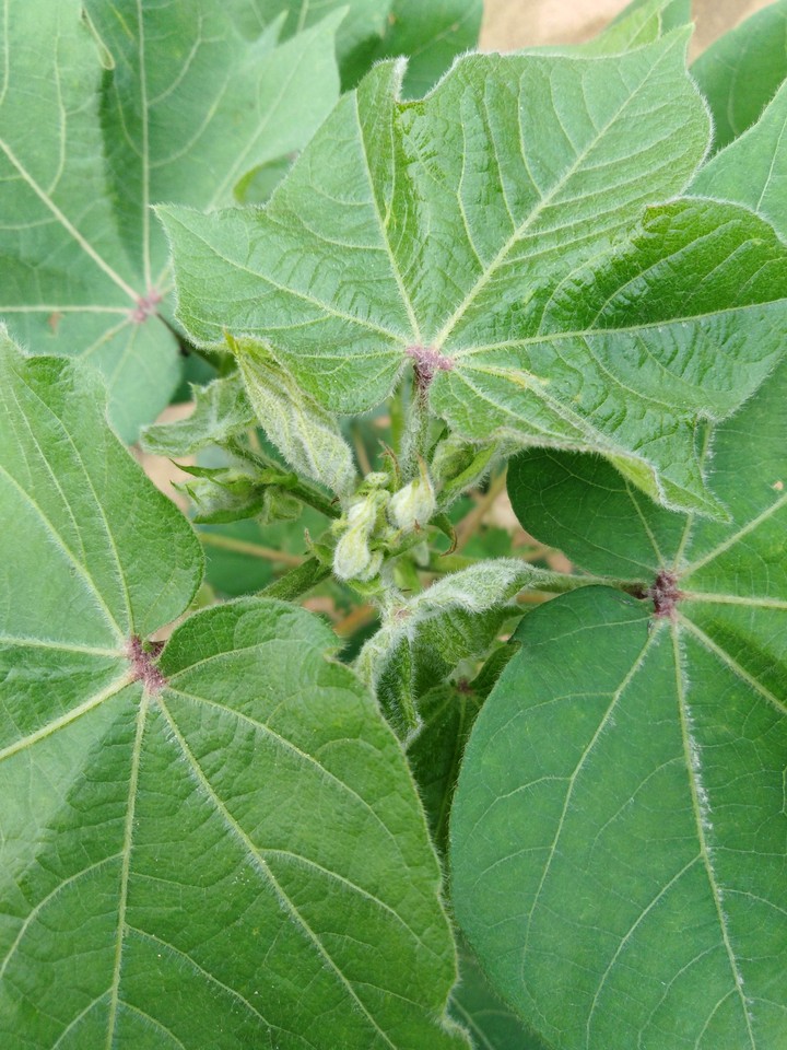 cotton leaves ....