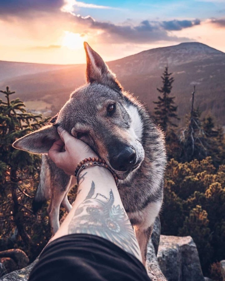 Wolf