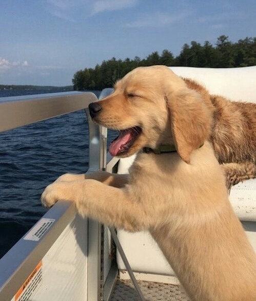 Dog Smile