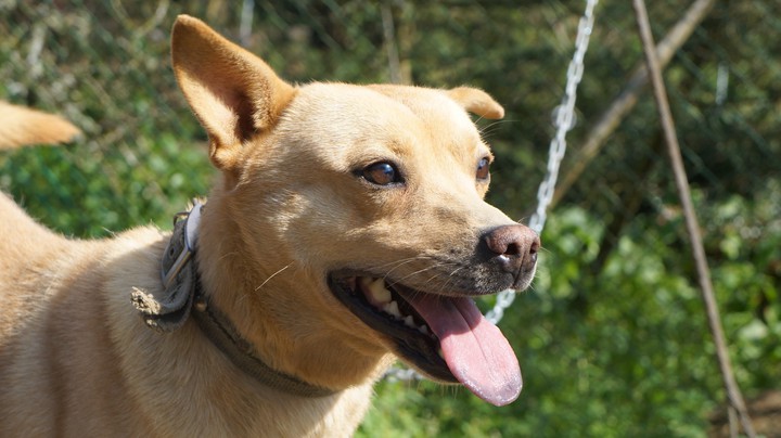 happy dog