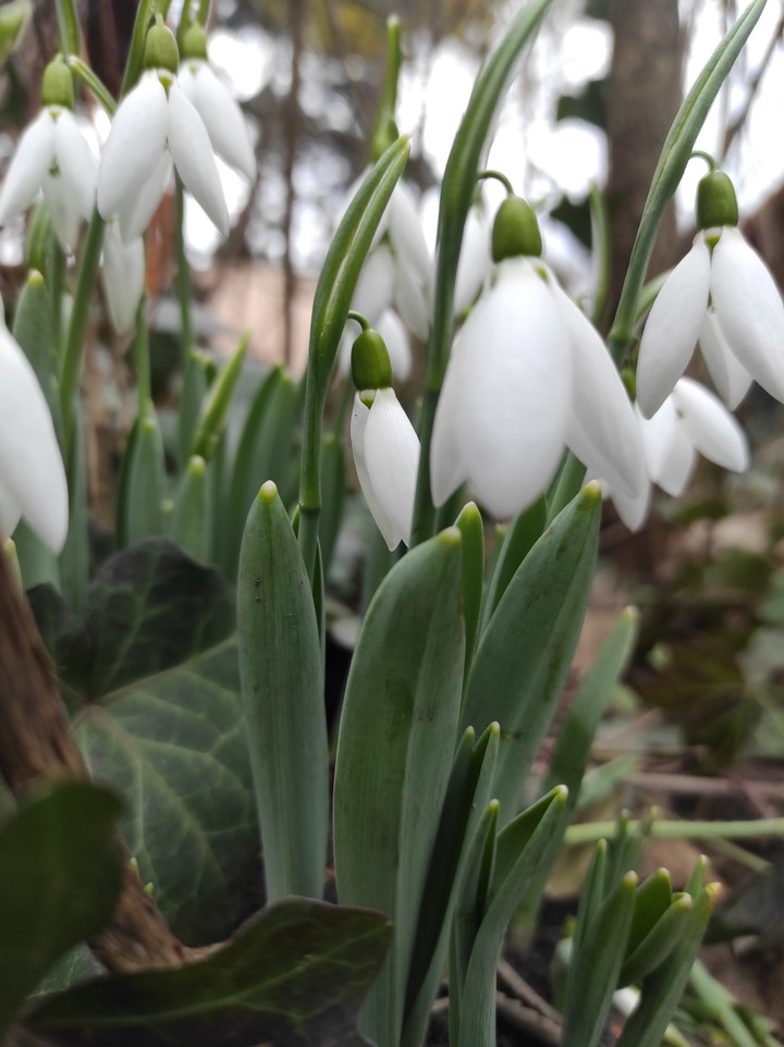 Snowdrops