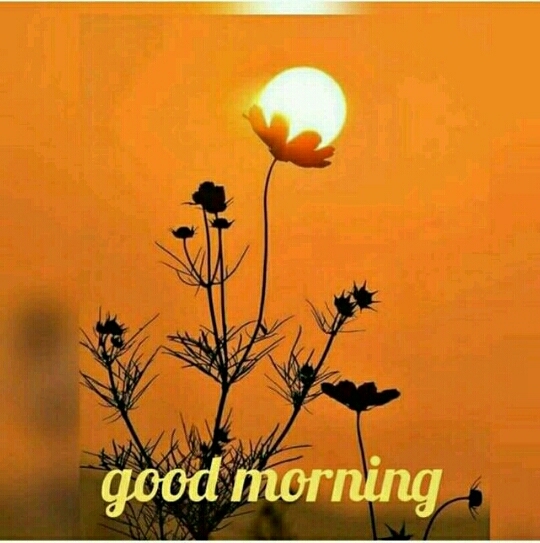 gm