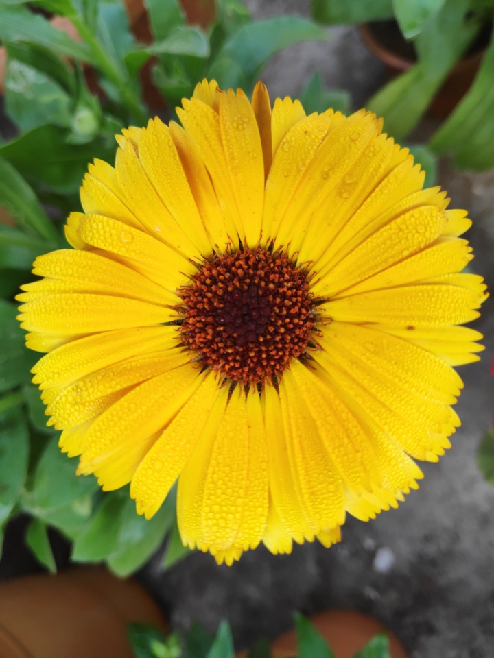 calendula flower