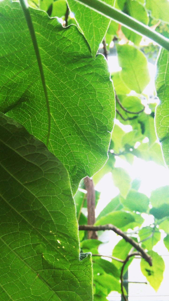 green leaf.