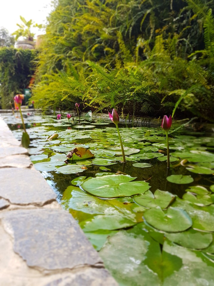 pond