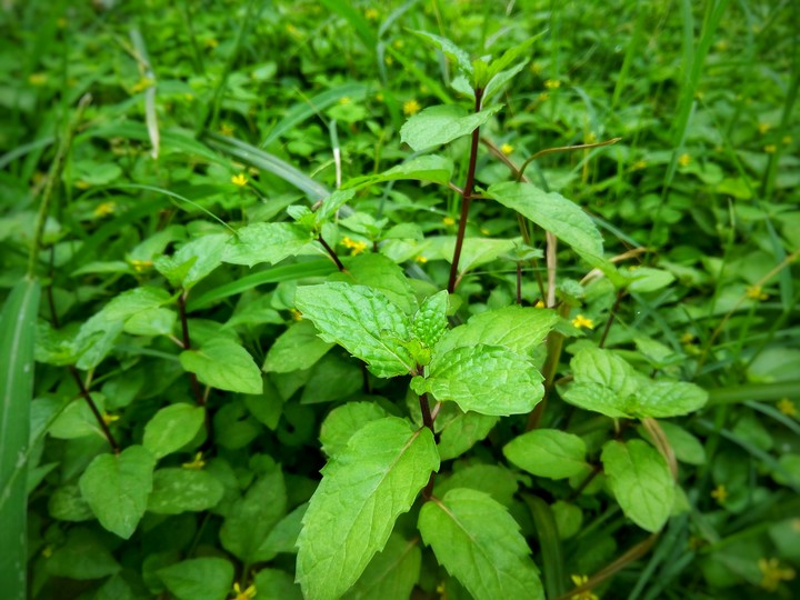 Morning Green..