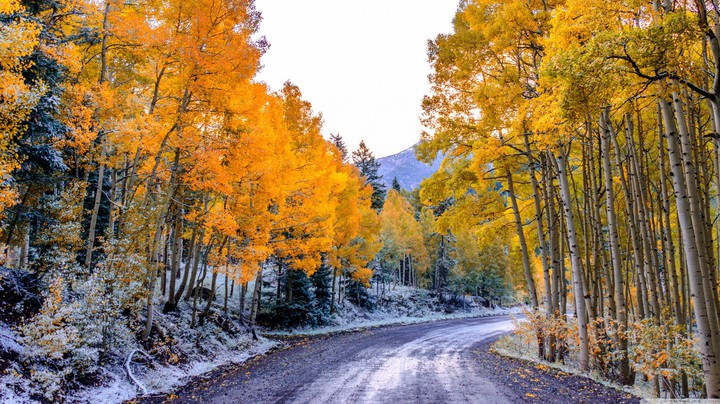 FOREST AUTUMN/WINTER