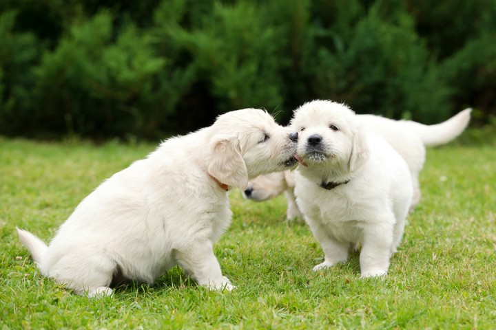 pet