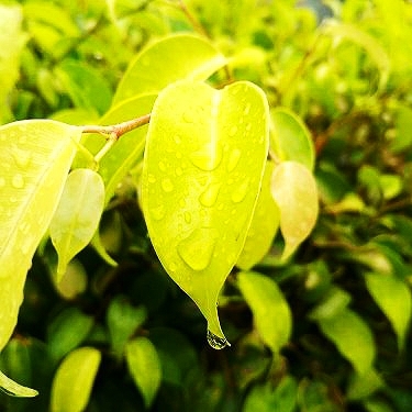 Leaf love