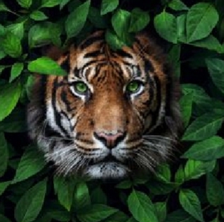 Тигр в листьях.