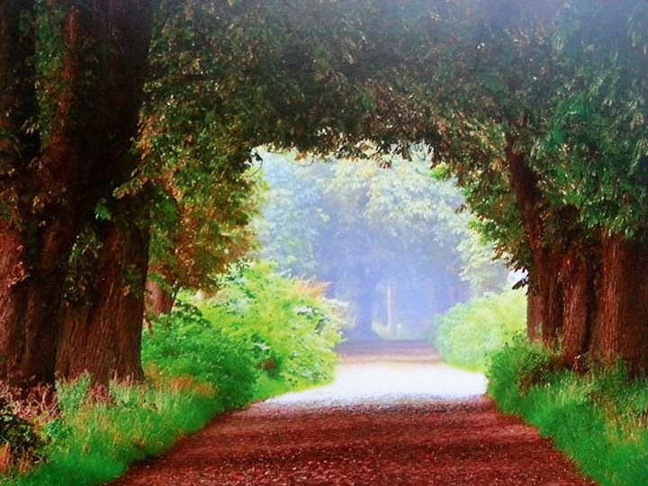 Allee Rügen