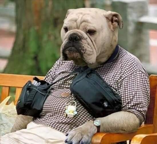 dog in clothes