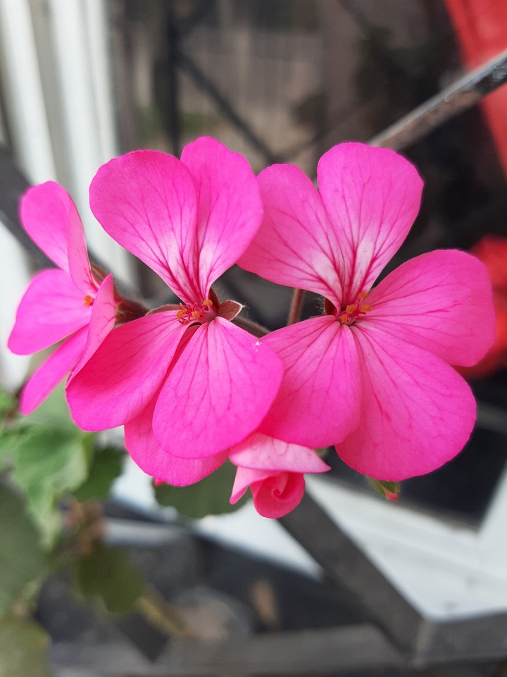 # Pink #flower #plant